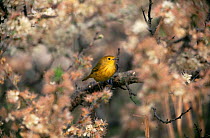 Yellow warbler (Dendroica petechia) perched among hawthorn flowers, Long Island, New York, USA