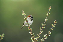 Common / House sparrow (Passer domesticus) perched on branch, Long Island, New York, USA