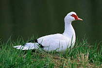 Domestic duck, Muscovy breed (Cairina moschata), Poland