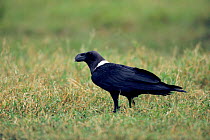 White necked raven (Corvus cryptoleucus) standing in grass, Tanzania, East Africa
