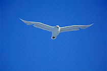 Glaucous gull (Larus hyperboreus) in flight, Baffin Island, Canada