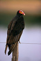 Portrait of Lesser yellow headed vulture (Cathartes burrovianus) perched on fence, Pantanal, Brazil, South America