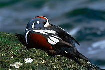 Harlequin duck (Histrionicus histrionicus) male resting on rock, New Jersey, USA
