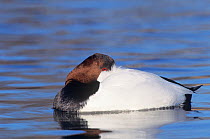 Canvasback duck (Aythya valisineria) male resting on water, Long Island, New York, USA