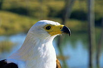 Head portrait of African fish eagle (Haliaeetus vocifer), C