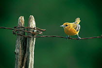 Northern oriole (Icterus galbula) female perched in wire fence, Wisconsin, USA