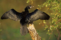 Javanese cormorant (Microcarbo niger) drying wings on a tree trunk, Keoladeo Ghana NP, Bharatpur, Rajasthan, India