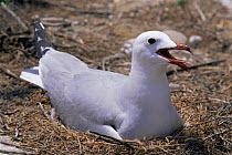 Audouin's gull (Ichthyaetus audouinii) panting while sitting on nest, thermoregulation behaviour, Columbretes Islands, Spain