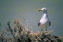Yellow legged gull (Larus michahellis) standing on nest, Santa Pola saltmarshes, Spain