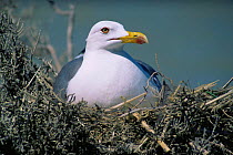 Yellow legged gull (Larus michahellis) sitting on nest, Santa Pola saltmarshes, Spain