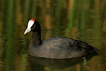 Portrait of Red knobbed / Crested coot (Fulica cristata) in water, Alicante, Spain