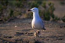 Adult Audouin's gull (Ichthyaetus audouinii) walking with chick beneath, Delta del Ebro NP, Spain