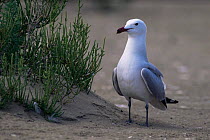 Audouin's gull (Ichthyaetus audouinii) standing on beach, Delta del Ebro NP, Spain