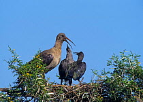 Hadada ibis (Hagedashia hagedash) mother feeding two chicks at nest, Addo Elephant Park, South Africa