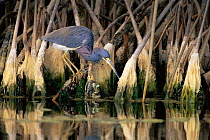 Tricoloured heron (Egretta tricolor) perched on mangrove branches, hunting for fish, Florida, USA