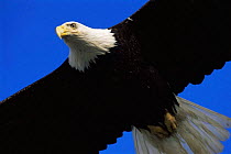 American bald eagle (Haliaeetus leucocephalus) in flight overhead, Homer, Alaska, USA