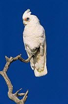 Little corella (Cacatua sanguinea gymnopis) perched on branch, Lake Eyre, Australia Not available for ringtone/wallpaper use.