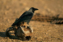 Jungle crow (Corvus macrorhynchos) perched on sheep skull, Khichan, India