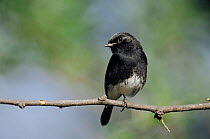 Pied bush chat (Saxicola captrata) male perched on branch, Keoladeo Ghana NP, Bharatpur, Rajasthan, India