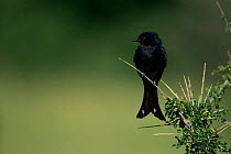 Fork tailed drongo (Dicrurus adsimilis) perched in branch, Serengeti NP, Tanzania, East Africa
