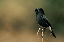 Portrait of Pied bush chat (Saxicola caprata) male perched on branch, Keoladeo Chana NP, Bharatpur, Rajasthan, India