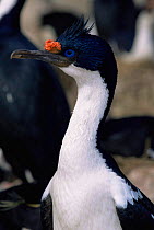 Portrait of Blue eyed cormorant / shag (Phalacrocorax atriceps), Falkland Islands