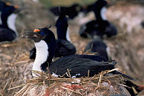 Blue eyed cormorant / shag (Phalacrocorax atriceps) sitting on nest panting, Falkland Islands