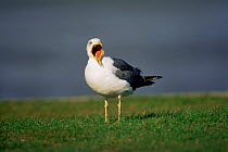 Lesser black backed gull (Larus fuscus) calling, Scotland, UK