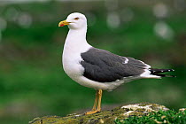 Portrait of Lesser black backed gull (Larus fuscus), Isle of May, Scotland, UK
