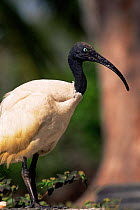 Portrait of Aldabra scared ibis (Threskiornis aethiopica abbotti), Picard Island, Seychelles