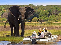 Tourists watching African elephants {Loxodonta africana} from boat on the Chobe River, Chobe NP, Botswana, Africa