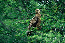 Brown snake eagle {Circaetus cinereus} perching in Acacia tree, Kruger NP, South Africa.
