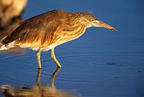 Squacco heron {Ardeola ralloides} wading in water, Kgalagadi Transfrontier Park, South Africa.