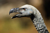 RF- Cape vulture (Gyps coprotheres) head profile with open beak. De Wilt, South Africa. (This image may be licensed either as rights managed or royalty free.)
