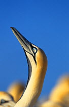RF- Cape gannet (Sula / Morus capensis) head. Lamberts bay, South Africa. (This image may be licensed either as rights managed or royalty free.)