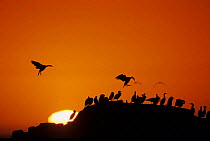 Cape gannets {Sula / Morus capensis} congregating on rocks at sunset, Lamberts bay, South Africa.