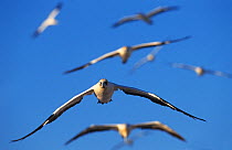RF- Cape gannets (Sula / Morus capensis) in flight. Lamberts bay, South Africa. (This image may be licensed either as rights managed or royalty free.)