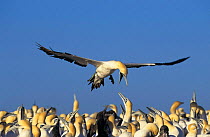 Cape gannet {Sula / Morus capensis} coming in to land in colony, Lamberts bay, South Africa.