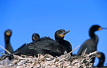 Cape cormorant {Phalacrocorax capensis} on nest. Lamberts bay, South Africa.