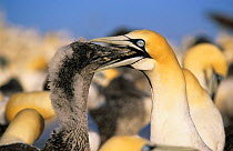 Cape gannet {Sula / Morus Capensis} regurgitating food to chick, Lamberts Bay, South Africa.