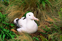 Southern royal albatross (Diomedea epomophora) sitting on nest, Campbell Island, New Zealand