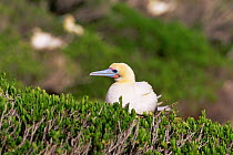 Red footed booby (Sula sula) on nest, Pagode Island, Seychelles