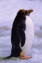 Portrait of Macaroni penguin (Eudyptes chrysolophus), Saunders Island, Falkland Islands