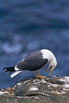 Lesser black backed gull (Larus fuscus) standing on rock calling, Scotland, UK