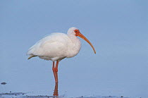 White ibis (Eudocimus albus) standing in water, Florida, USA
