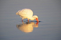 White ibis (Eudocimus albus) feeding in water, Meyers Beach, Florida, USA