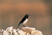 Variable / Eastern wheatear (Oenanthe picata) male standing on rock, Qarn Nazwa, United Arab Emirates