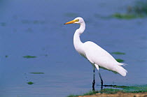 Intermediate egret (Egretta intermedia) standing in water, Salalah, Oman
