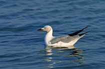 Grey headed gull (Chroicocephalus cirrocephalus) in water, False Bay, South Africa