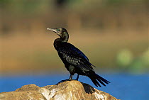 Little black cormorant (Phalacrocorax sulcirostris) standing on rock, Shady Camp, Australia